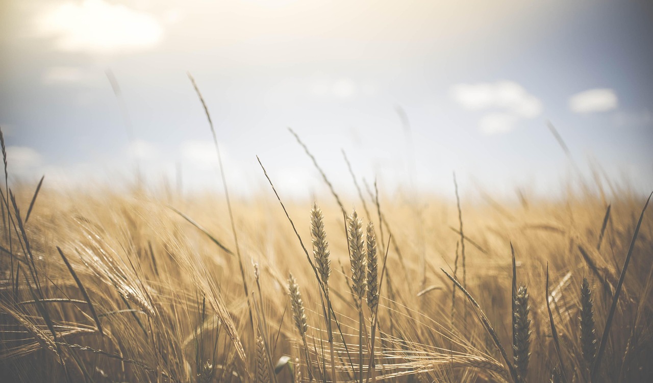 Carbohydrate Analysis: The Definitive Guide to Good vs. Bad Carbs in 2025
