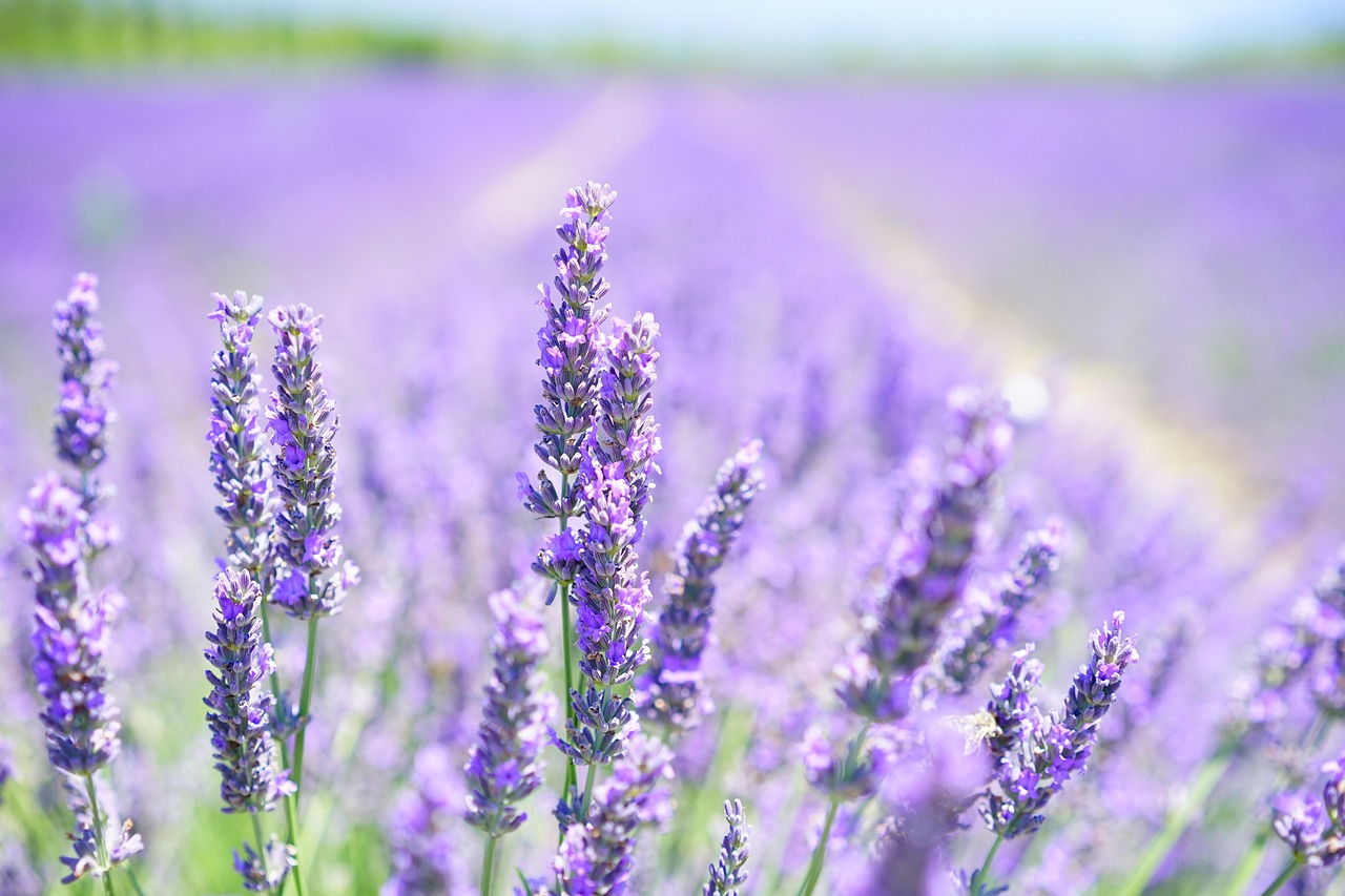 Ecco Bella Organic Lavender Herbal Body Lotion Review 2025: Safety, Ingredients, and Gluten-Free Certification