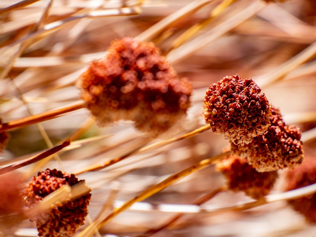 Is Buckwheat Flour Gluten Free? The Definitive 2025 Guide to Safety, Nutrition, and Baking