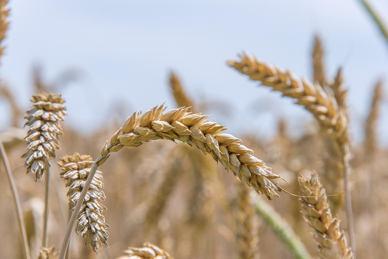 Is Bulgur Gluten Free? The Definitive 2025 Guide to Wheat, Gluten Content, and Safe Alternatives