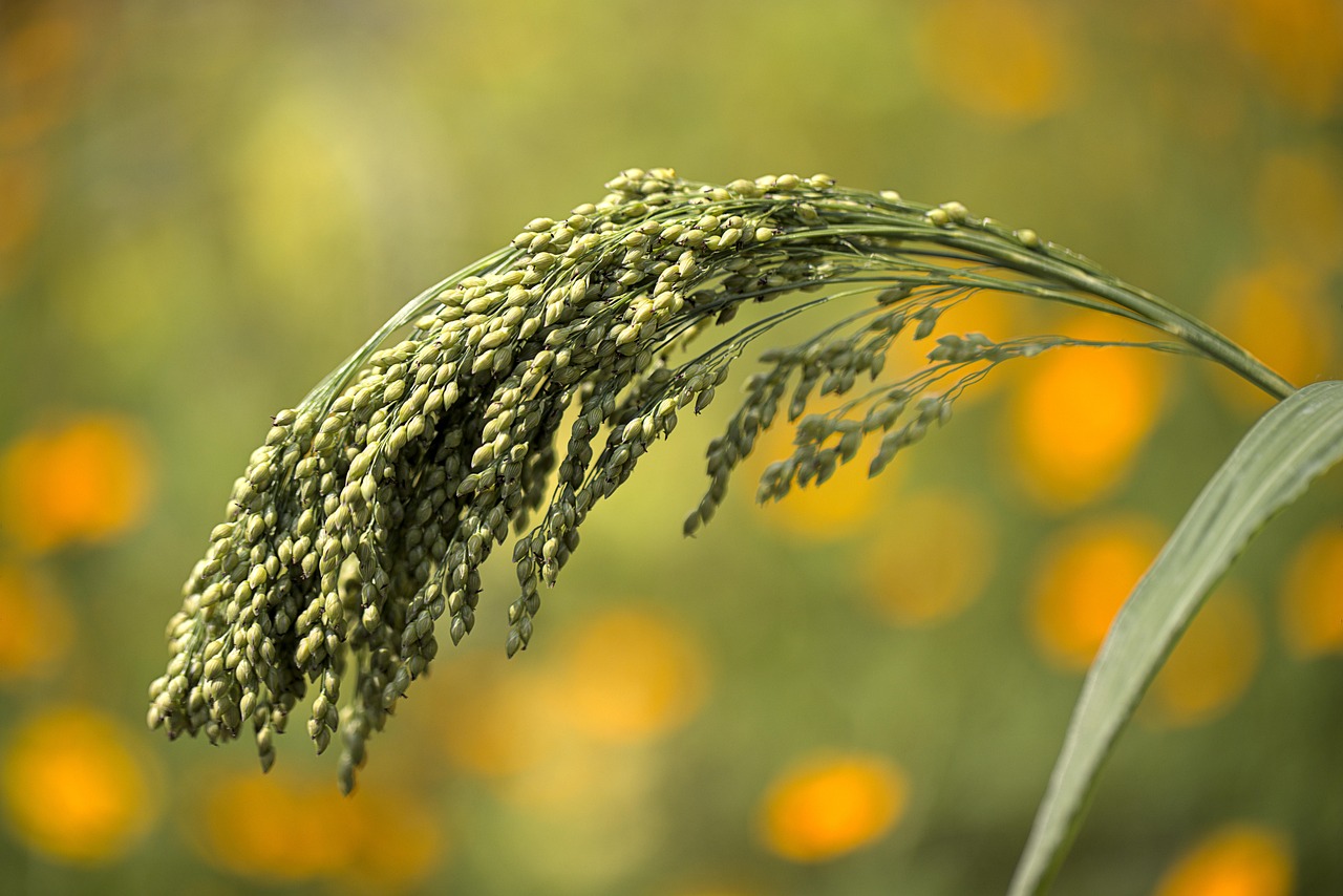 Is Millet Gluten Free? The Definitive 2025 Guide to Safety, Nutrition, and Baking