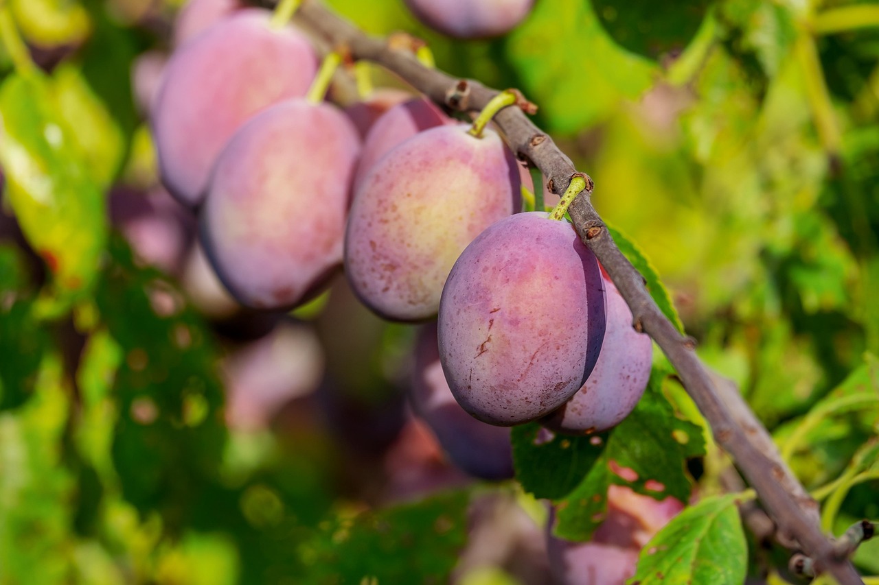 Plum Organics Baby Food Review 2025: Safety, Gluten-Free Status, and Nutritional Analysis