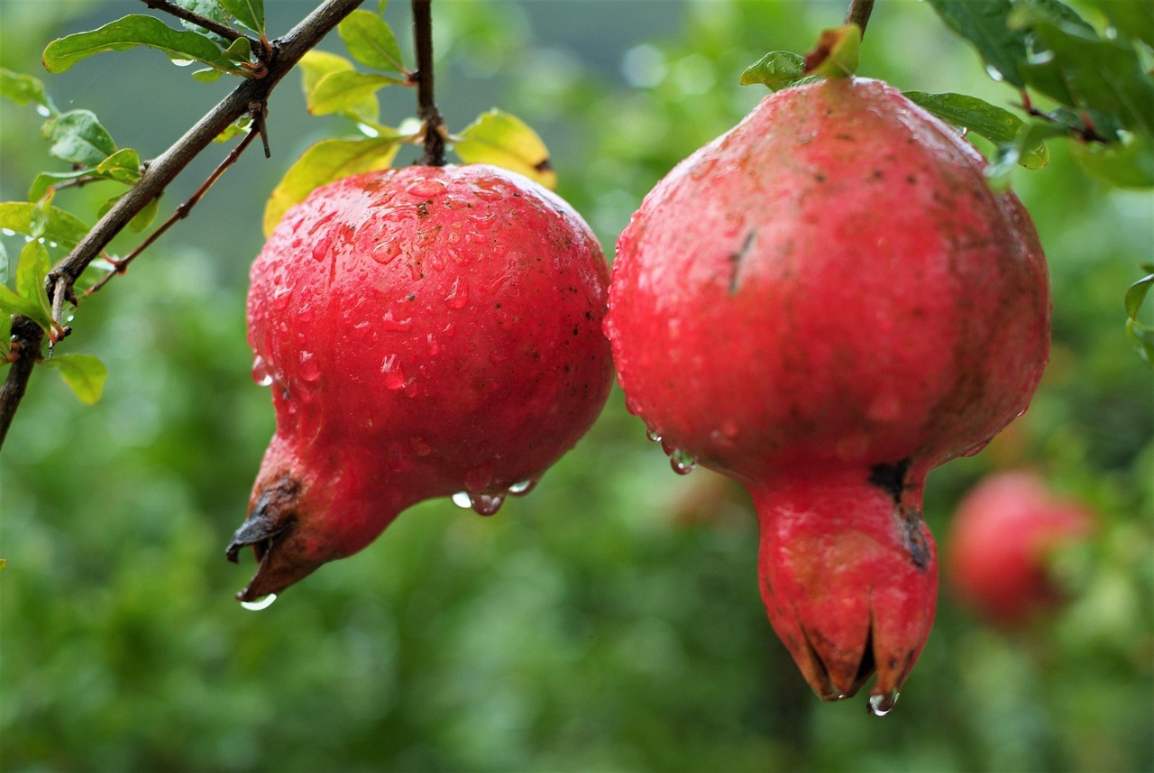 The Comprehensive Guide to Estrogen Rich Foods: Phytoestrogens, Benefits, and Dietary Planning