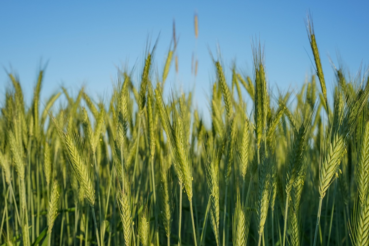 The Definitive 2025 Guide to Foods Containing Gluten: Comprehensive Lists and Hidden Sources