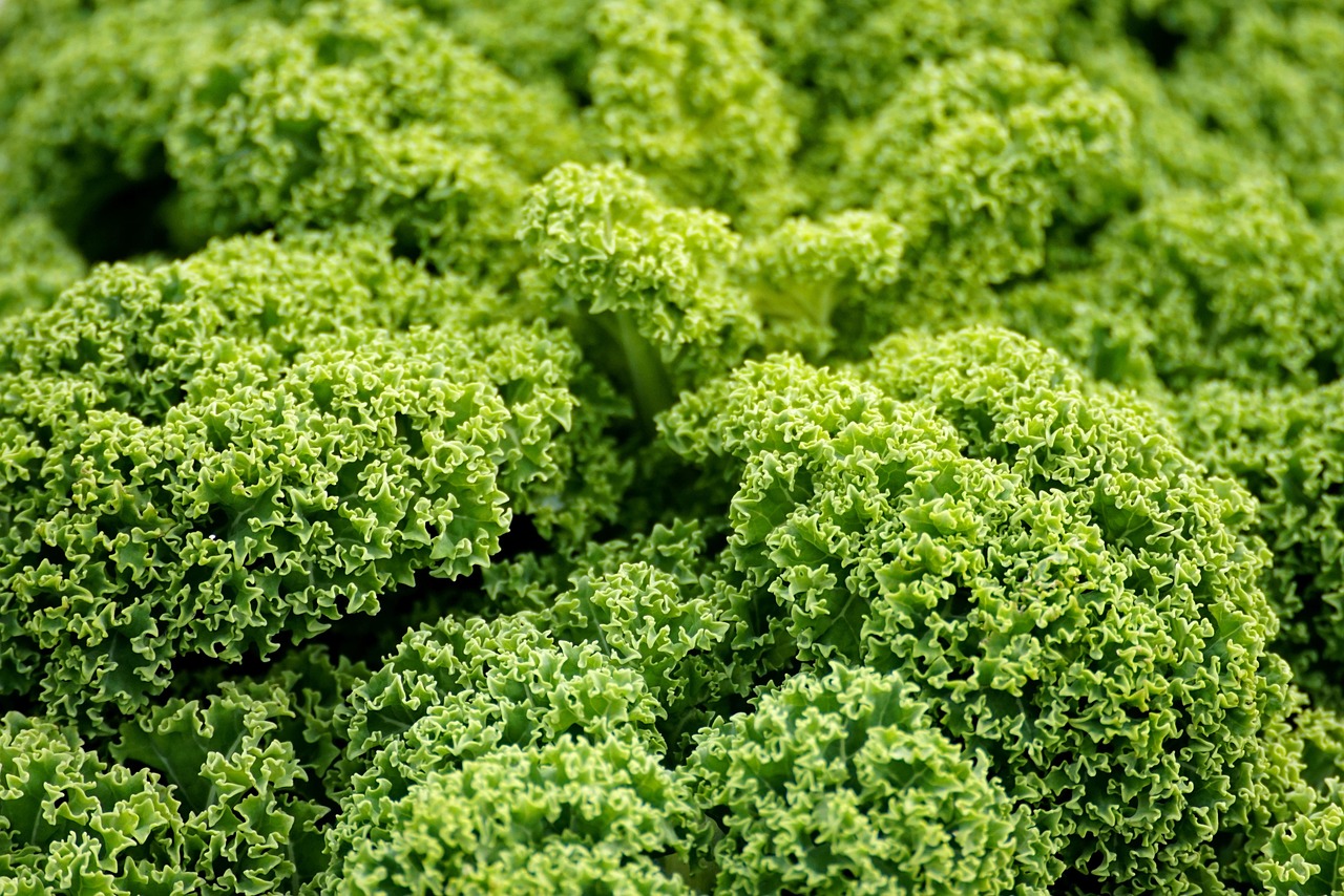 The Definitive Guide to Foods High in Vitamin K: K1, K2, and Dietary Management