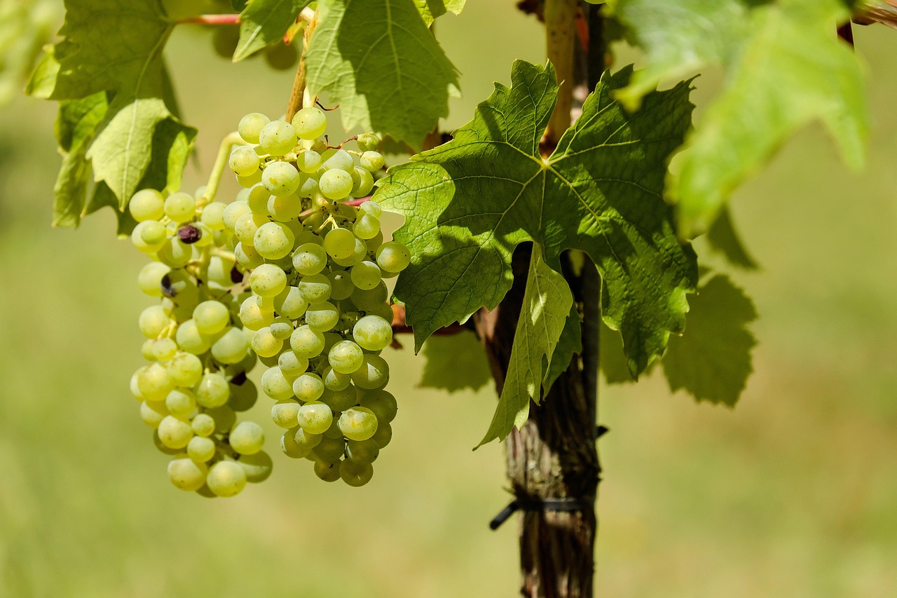 The Definitive Guide to Organic Wine Brands: No Sulfites, Natural, and Gluten-Free Choices for 2025