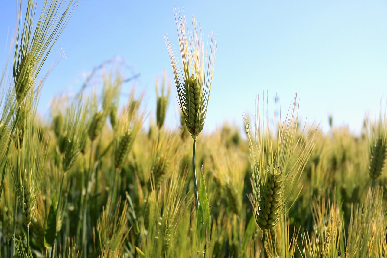 Wheat Gluten Source: Composition, Varieties, and Navigating a Gluten-Free Diet